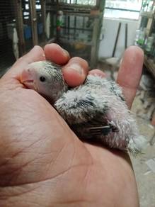 Burung love