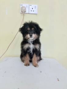 pretty black and tan pomeranian mix poodle pompoo