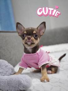 CHIHUAHUA PUPPIES CH300🌷 Head Apple Girl