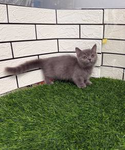 Blue munchkin kitten