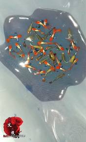 bigerr koi redtail guppy