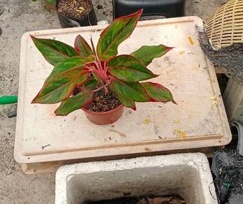Pokok Agleonema