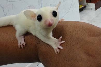 Leucistic Male Joey for Rehome - Super Jinak Manja