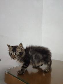 dlh kitten