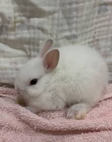 Rabbit
