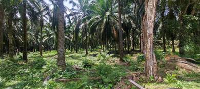 Agricultural Land in Lanchang, PHG