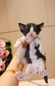 Devon rex cat