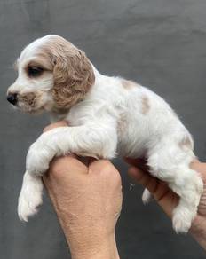 ENGLISH COCKER SPANIEL PUPPIES C36  🌻 Male