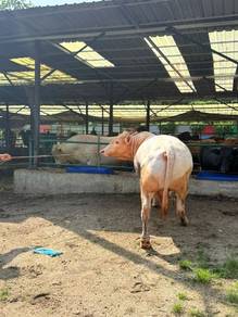 Lembu Sado Korban
