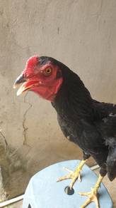 ayam 