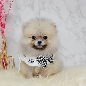 Pomeranian