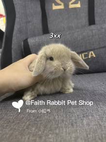 hl rabbit 