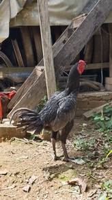 ayam baik