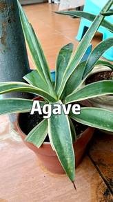 AGAVE sale