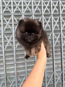 pomeranian