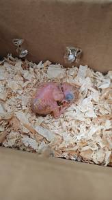 Pretty Baby Lovebird