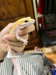 gecko