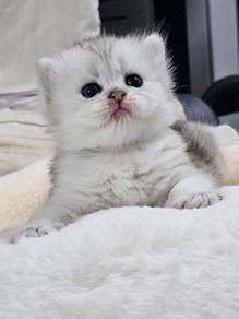 Kitten BLH BSH Kucing Cute 