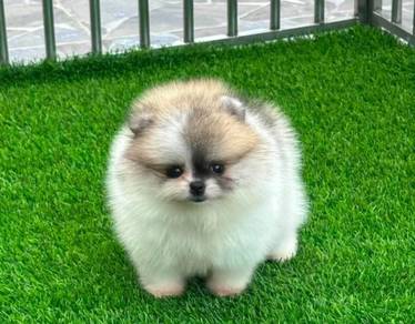 POMERANIAN PUPPIES A256 🌻 Sort of shine Girl