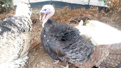 Ayam Belanda/Piru/Turkey hidup untuk dijual - Ampa