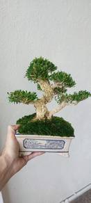 Bonsai Buxus