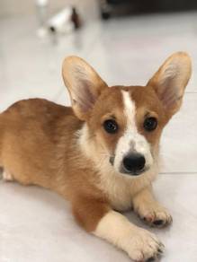 Corgi