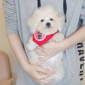 Bichon Frise