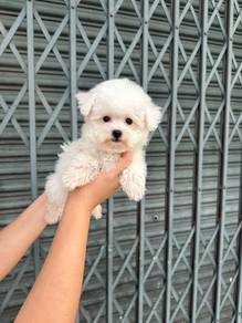 bichonpoo