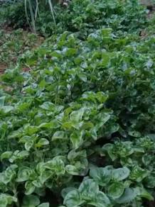 Benih Bayam Brazil / Brazilian Spinach