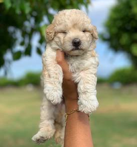 maltipoo&