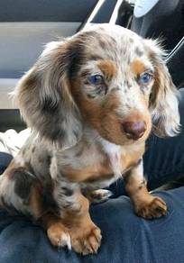 SSSSI-GQ1688 longhaired_mini dachshund puppies