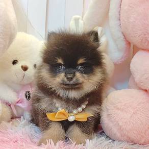 Pomeranian