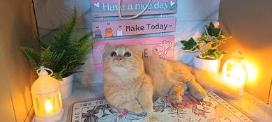 Kucing Munchkin Comel