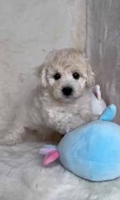 Maltipoo quality puppy female