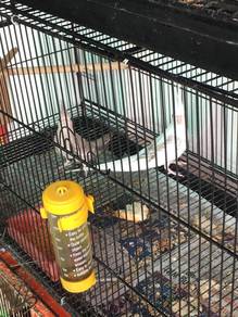 cockatiel