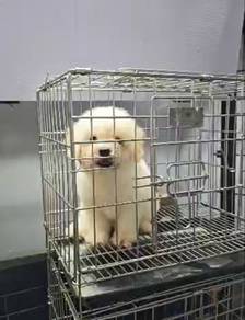 Bichon puppy