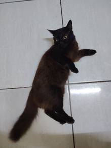 Lunara for adoption (free) 