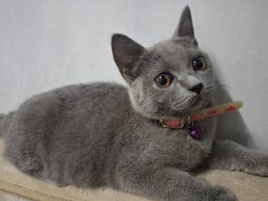 bsh kitten