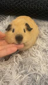 Guinea Pig