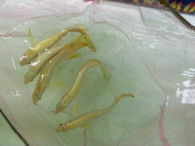 arowana golden crossback 5 inch -wholesale price