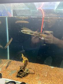 Ikan Channa Rsp Kalimaya White Spot