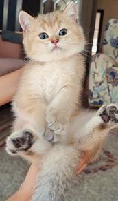 british shorthair kitten