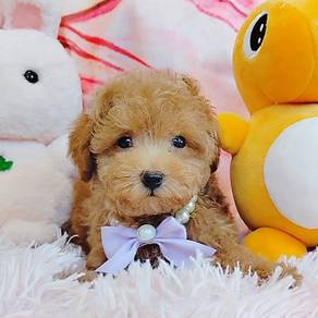 Poodle