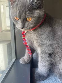 Beautiful British Shorthair Male Cat for Sale
