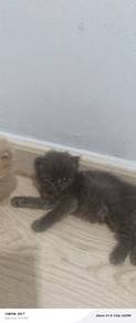 DLH mix BSH+Munchkin jantan
umur 1bulan