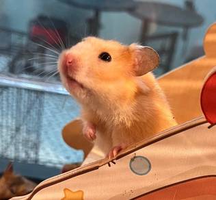 Hamster Syrian Untuk Dijual !!