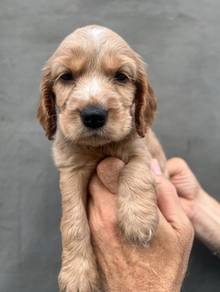 ENGLISH COCKER SPANIEL PUPPIES M178🌻Male & Female