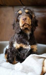 English cockers spaniel 
