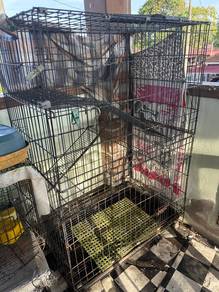 sangkar kucing