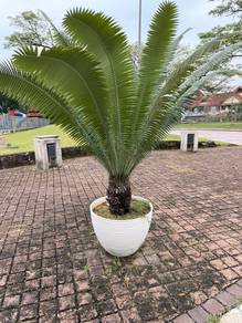 Cycad Dioon